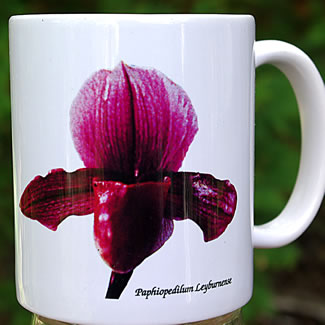 mug DS-065 Paphiopedilum Leyburnense 7102.jpg